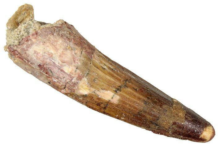 Fossil Spinosaurus Tooth - Real Dinosaur Tooth #357470